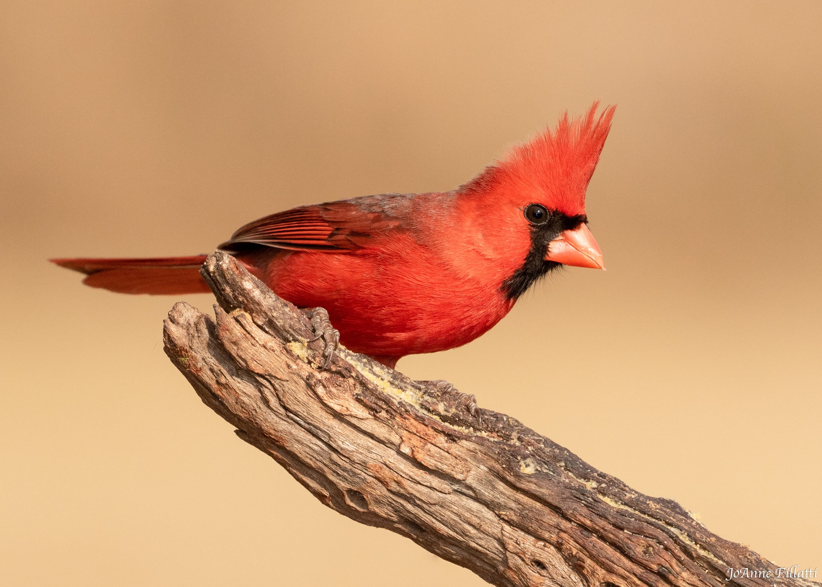 bird of texas image 17